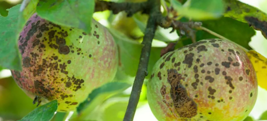 Pomme dans un verger, qui présentent des symptômes de tavelure